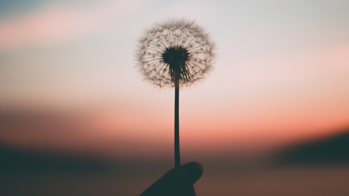 Where kindness blooms, fairies follow